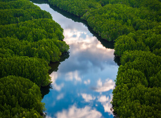 Aerial top down view of Phang Nga bay,  Thailand mangrove forest background texture