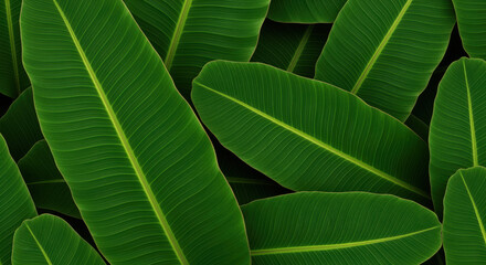 Lush overlapping tropical banana leaves with vibrant green color and detailed veins on a dark background