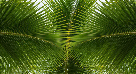 Symmetrical overlapping green palm leaves creating abstract tropical pattern with vibrant natural texture and radiating fronds