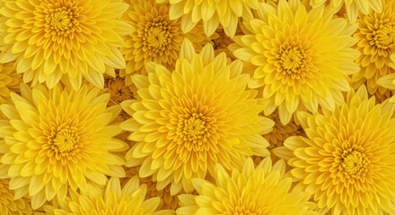 Vibrant yellow chrysanthemum blossoms forming a floral pattern with layered petals in a bright cheerful background