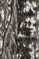 Fototapeta premium Birch Tree Bark with Green Lichen Natural Texture Close Up