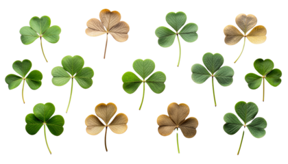 Dried and Pressed St. Patrick’s Day Shamrock with Natural Texture and Botanical Detail, Minimal Flat Lay Composition isolated on transparent background