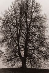 Large Leafless Tree Silhouette Against Overcast Winter Sky