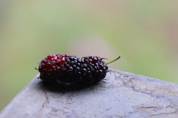 single fresh ripe mulberry fruit on textured stone surface with soft blurred nature background