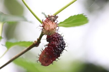 close up of fresh red and purple mulberries ripening on a tree branch in a garden