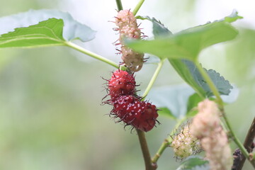 close up of fresh red and purple mulberries ripening on a tree branch in a garden