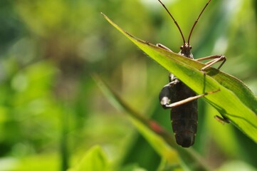 Macro Close-Up of Brown Insect on Green Leaf in Nature