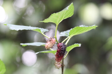 Fresh red and purple mulberries ripening on a tree branch in a garden	
