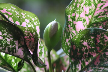 close up of pink and green variegated aglaonema leaves with flower bud in a garden