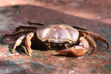 close up of a brown freshwater crab resting on a rough stone surface in sunlight