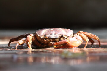 Brown freshwater crab resting on a rough stone surface in sunlight	

