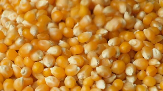 Slow motion pouring of dried organic maize seeds, raw yellow corn kernels for popcorn