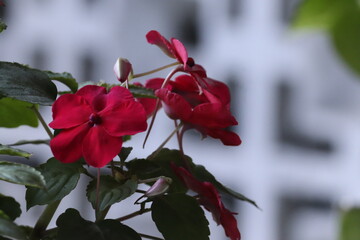 close up of vibrant red impatiens flowers blooming with green leaves against a blurred background