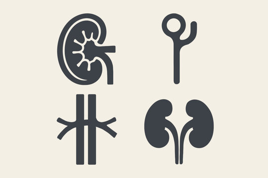 Kidney anatomy icons set for medical education materials