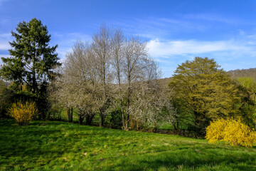 Garden in spring in Le Mesnil en Ouche, Eure, France