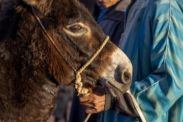 Weekly cattle market in Had Draa, Morocco