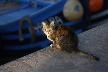 Cat on a wharf in Essaouira harbor, Morocco