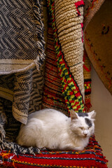 Cat on a rug outside a shop in Essaouira,, Morocco