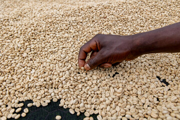 Coffee washing station in Kivu, western province, Rwanda