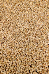 Coffee washing station in Kivu, western province, Rwanda