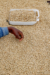 Coffee washing station in Kivu, western province, Rwanda