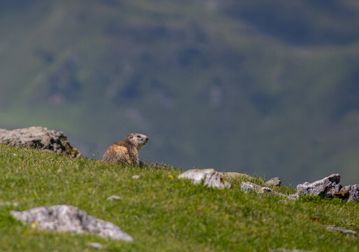 Une marmotte en montagne