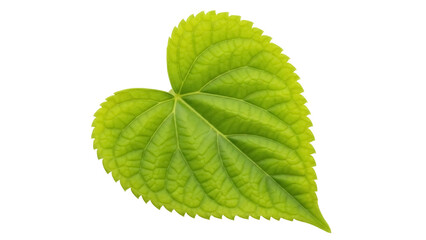 Isolated beautiful green heart-shaped leaf, plant growing in nature, natural medicine concept