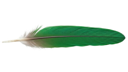 Isolated, bright green bird feather with gray stem and fluffy end, nature plumage element