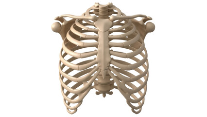 Isolated rib cage bones, the human skeletal system, anatomy and medical illustration display