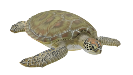 Isolated green sea turtle marine reptile with a patterned shell and mottled skin swimming underwater