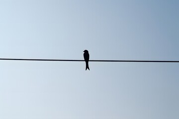 Minimalist image of a bird silhouette sitting on a power line against a clear sky, representing freedom, solitude, balance, simplicity, calmness, and peaceful nature concepts.