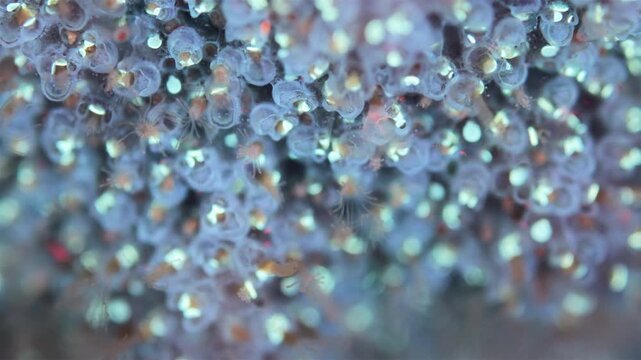 Colony of bryozoans under a microscope. Sometimes they are called Ectoprocta. Sea of Okhotsk. Under ultraviolet light.