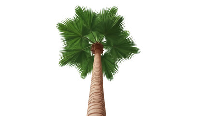 Isolated palm tree on no background with large green fronds and a ridged brown trunk