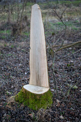 A close-up of a recently cut tree stump