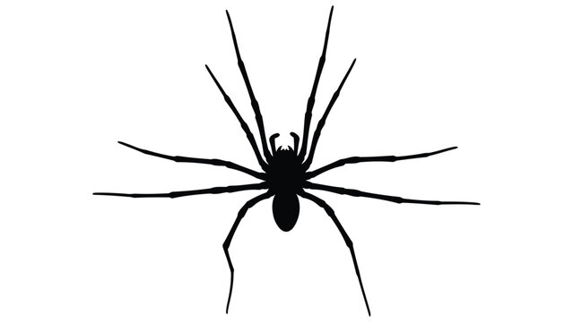 Black widow spider silhouette isolated on white background