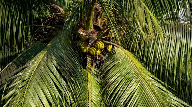 Coconuts in a coconut tree under bright sunlight