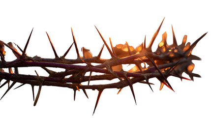 crown of thorns
