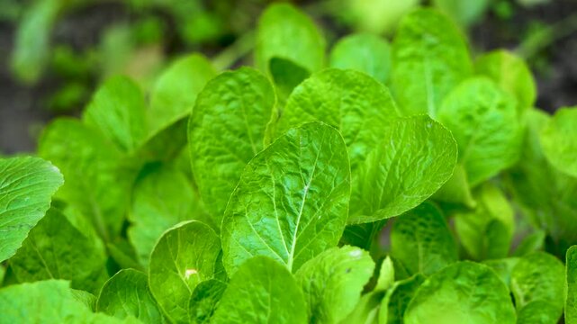 Shot of Mustard Greens Leaves or Brassica Juncea close up