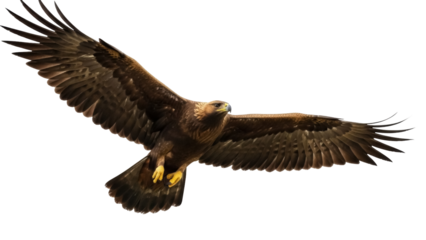 Isolated golden eagle with wings spread in flight, freedom and power, wildlife bird species