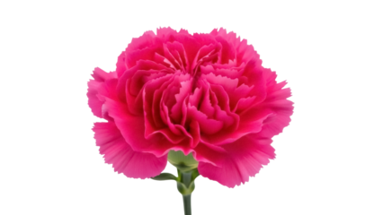 Isolated pink carnation flower blossom, beauty in nature, floral studio closeup for design