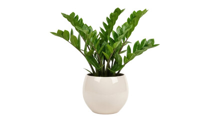 Isolated ZZ plant in a pot, Zamioculcas zamiifolia, indoor evergreen tropical houseplant © Claudia
