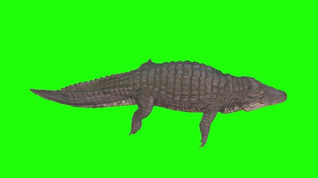 idle motion of crocodile or reptile in water with green screen or chroma key video clip motion video rt