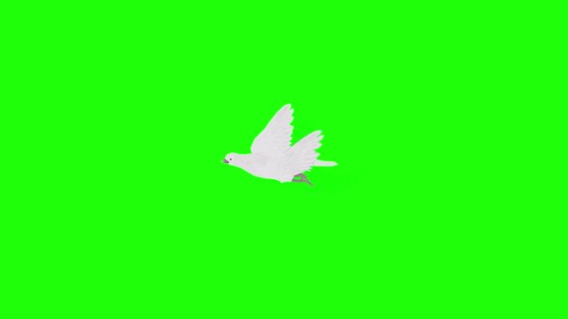 White dove birds or piegon birds flying in the sky with green screen or chroma key video clip motion background