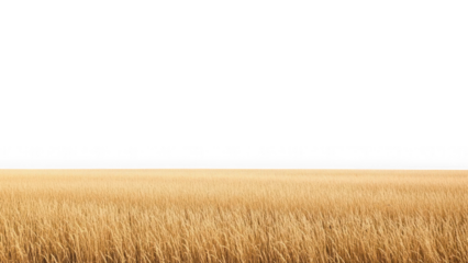 Golden field of dry grass stretching to the horizon under a white sky isolated on transparent background