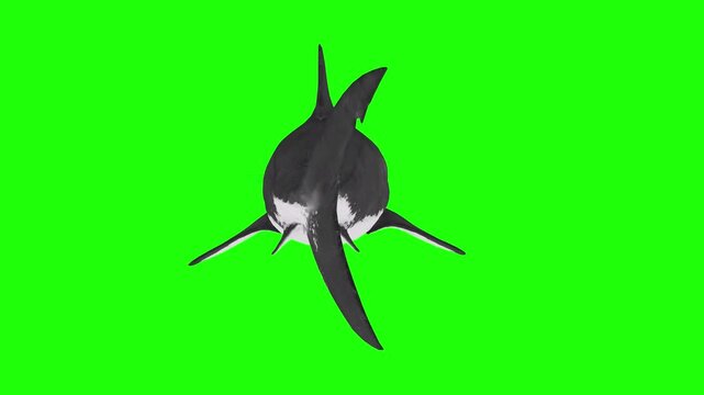 Back view moving of shark fish inside water with green screen or choma key video clip motion video