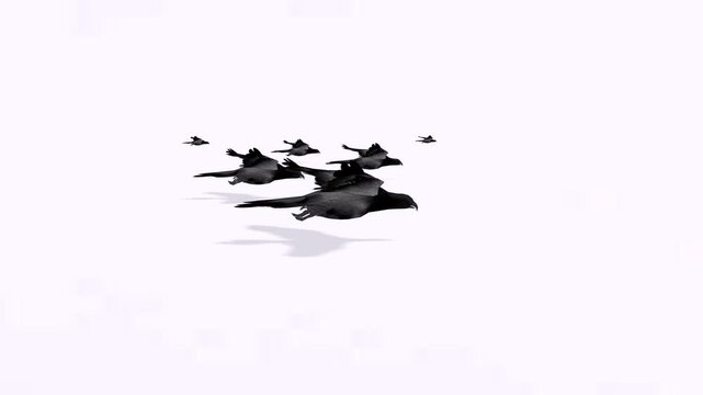 Group of piegon birds or sparrow birds flying with white video background motion clip art