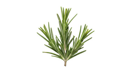 Isolated sprig of rosemary used for culinary food preparation or aromatherapy recipes