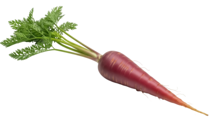 Isolated purple heirloom carrot with green foliage, garden vegetable root with leaves for cooking