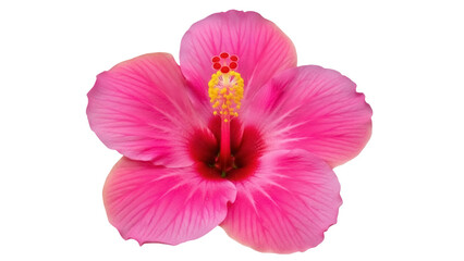 Isolated pink hibiscus flower bloom close-up with stamen and pistil, tropical Hawaiian blossom
