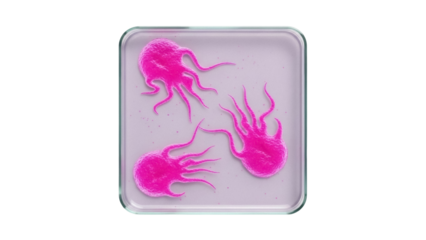 Isolated pink jellyfish in laboratory dish, scientific specimen underwater, marine biology